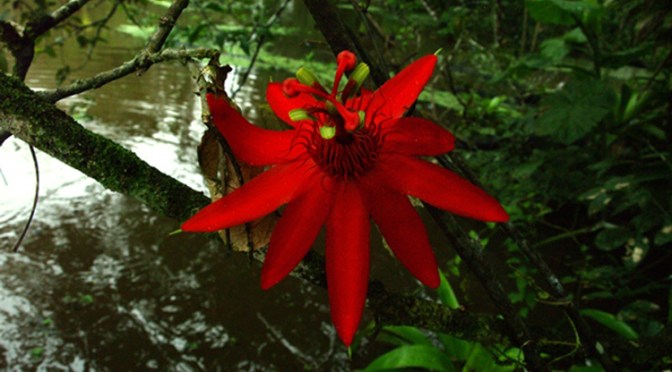 Project Yahuarcaca – Gebied